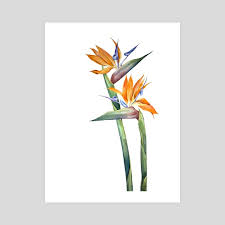 October 4, 2021 anne abgott bird of paradise watercolor workshop. Bird Of Paradise Flower In Watercolor An Art Print By Luli Reis Inprnt