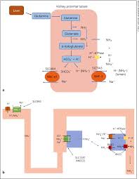 Colorization styles tanpopo, satsuki and canna are available. Urine Ammonium Metabolic Acidosis And Progression Of Chronic Kidney Disease Semantic Scholar