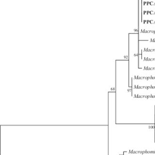 Distributor and wholesale of electronic cigarettes. Pdf Identification And Characterization Of Macrophomina Phaseolina Causing Leaf Blight On White Spider Lilies Crinum Asiaticum And Hymenocallis Littoralis In Malaysia
