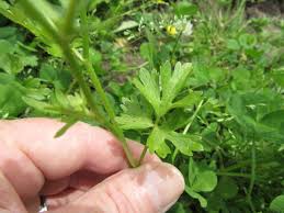 Image result for Dipsacus pinnatifidus