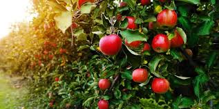 Sightseeing in Mukteshwar, Tourist Places in Mukteshwar