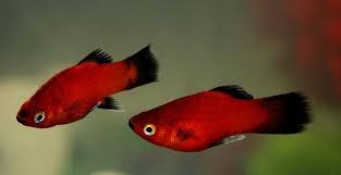 Apa Saja Perbedaan Ikan Platy Dan Molly Suka Ikan