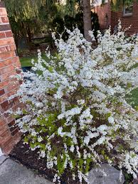 A variety of rhododendron, azalea shrubs have glossy green leaves and spring flowers in shades of pinks, peach, coral, purple, or white. South East Michigan Bush Flowers In The Spring And Smells Like Grape Flavoring Whatsthisplant