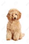 Purebred Apricot Toy Poodles For Sale | Homestead Poodles