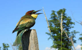 Mladice su svi mladi lјudi (mlađi od 28 godina) trenutno u procesu lečenja, remisiji ili su se potpuno. Resevanje Cebelarja