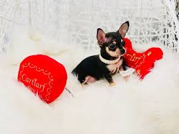 Long coat apple head chihuahuas puppies 2 females akc champion blood line 2 females 1 chocolate tri colored female panchita 1 black… view details. Cupid Micro Tiny Extreme Apple Head Chihuahua Tiny Paws