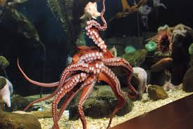 15 Of The Weirdest Pets That You Can Actually Own In The Uk The House Shop Blog