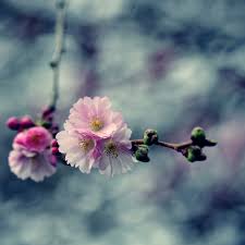 Allen smith offer advice on spring gardening. Spring Words With Activity Tips