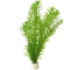 Image result for Egeria densa