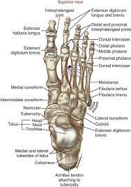 Ankle And Foot Clinical Gate