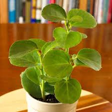 Image result for Cissus rotundifolia
