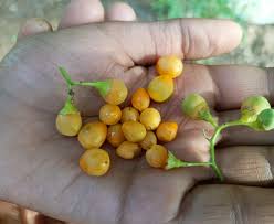 Image result for Cordia sinensis