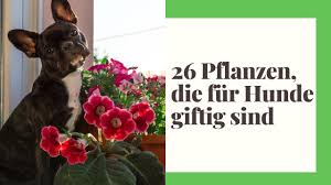 Das erfahren sie in diesem. 26 Giftige Zimmerpflanzen Fur Hunde Youtube