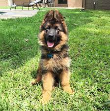 See more ideas about german shepherd, german shepherd dogs, shepherd dog. 28 Of The Most Adorable German Shepherd Pups You Ll Ever See