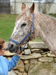 Horses recovering from bear attack in East Brookfield