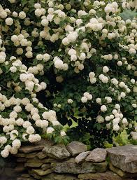 If you are looking for quick growing plants, then chances are you are trying to create some form of privacy screen, wind break or informal hedge. Best Flowering Shrubs For Hedges Better Homes Gardens