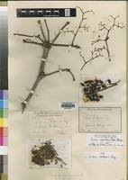 Image result for Cissus cornifolia