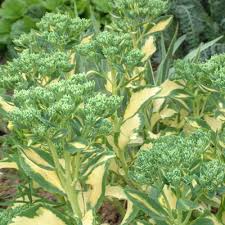 Image result for Vernonia centaureoides