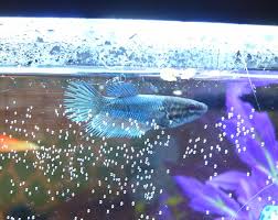 New Baby Betta Growth Progress Pics Betta Fish 330629