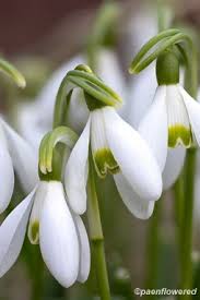 Image result for Amaryllidaceae