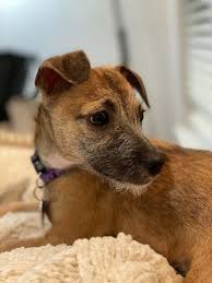 If you haven't found us, just keep looking right. Pets For Adoption At Dfw Rescue Me In Dallas Tx Petfinder