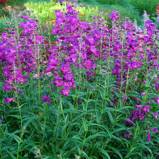 Image result for Penstemon