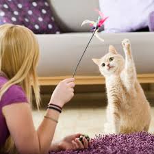 Start searching for petting sitting near you and review pet sitter profiles for free on care.com. Home Cat Sitter Manchester The Home Cat Sitter