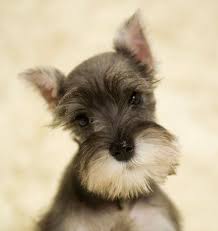 You can call us on 0452434552 email: Miniature Schnauzer Puppies For Sale Near Me