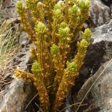 Image result for Huperzia afromontana
