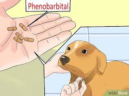 Take precautions.your pet may have a seizure when you are not at home. How To Tell If Your Dog Has Epileptic Seizures 11 Steps