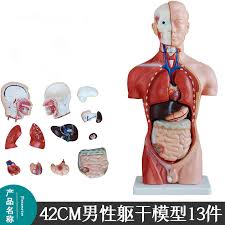 Jul 23, 2016 · human body back side skeleton 6 photos of the human body back side skeleton human body backside parts, human body skeleton bones, human body skeleton labeled, human body skeleton names, human body skeleton pictures, human body skeleton with organs, human body skeleton worksheet, human anatomy, human body backside parts, human body skeleton. 13parts 42cm Human Male Torso Heart Brain Trachea Esophagus Aorta Diaphragm Lung Internal Organs Anatomical Model Aliexpress
