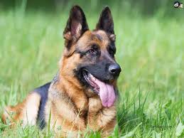 Free Download Dogs Hd Wallpaper 282 You can also upload and share your favorite santabanta wallpapers. santabanta
