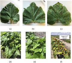 If that isn't an option, though, here are some other steps to take: Detecting Powdery Mildew Disease In Squash At Different Stages Using Uav Based Hyperspectral Imaging And Artificial Intelligence Sciencedirect