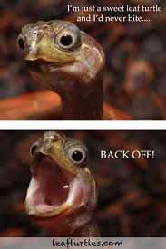 Turtle Meme Turtles Funny Turtle Breeds Turtle Meme