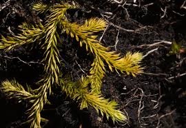 Image result for Lycopodiella caroliniana