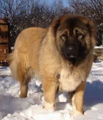 L'altezza al garrese varia a seconda del sesso, per le femmine tra i 67 ed i 70 cm. Pastore Del Caucaso Cani Taglia Media