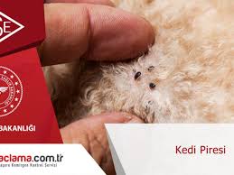 Kedi Pire Bocek Ilaclama Istanbul Bocek Ilaclama