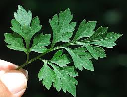 Image result for Bidens flagellata