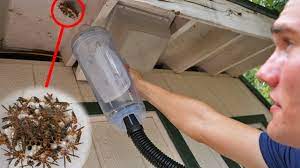 Once agitated or threatened, worker wasps become extremely aggressive and protective. Vacuum Vs Wasp Nest Keeping Wasps As Pets Youtube