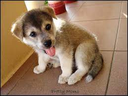 Pin By Dawn Burczyk On My Best Friend Super Cute Animals Cute Little Puppies Pet Dogs Puppies