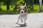 Ideas for Beagle Names - We Love Beagles