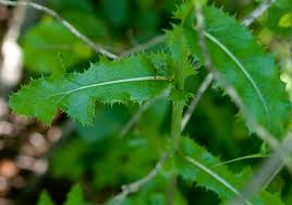 Image result for Sonchus schweinfurthii