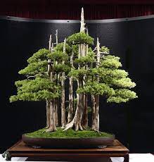 These are nice trees that can be used for both indoors and outdoors in temperatures more than 50 degrees f. Top 10 Greatest Bonsai Trees Bonsai Empire