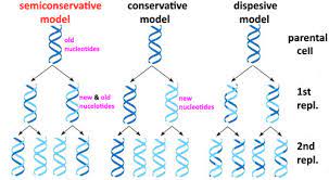 Transcription is the process by which the information in dna is lesson summary the replication fork is a very active area where dna replication takes place. Chapter 5 Dna Replication Flashcards Quizlet