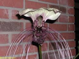 100 pcs germination time : Tacca Chantrieri Bat Head Lily Bat Flower Toptropicals Com Good Info On Growing These So Creepy They Re Beautiful Plant Bat Flower Growing Seeds Flowers