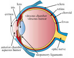 eye diagram chart wiring diagrams