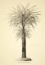 Image result for Xerophyta retinervis