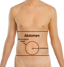 Each are symmetrically paired on a right and left side. Abdomen Wikipedia