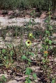Image result for Hibiscus mastersianus