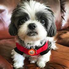 Shih Tzu In 2021 Shih Tzu Shih Tzu For Sale Shih Tzu Dog